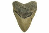 Fossil Megalodon Tooth - North Carolina #219941-1